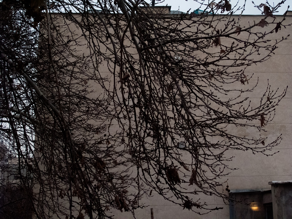 Walls & Trees, Zahra Tavassoli