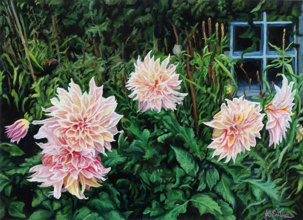 Multi-petalled pink dahlias spread their beauty outside a garden shed.