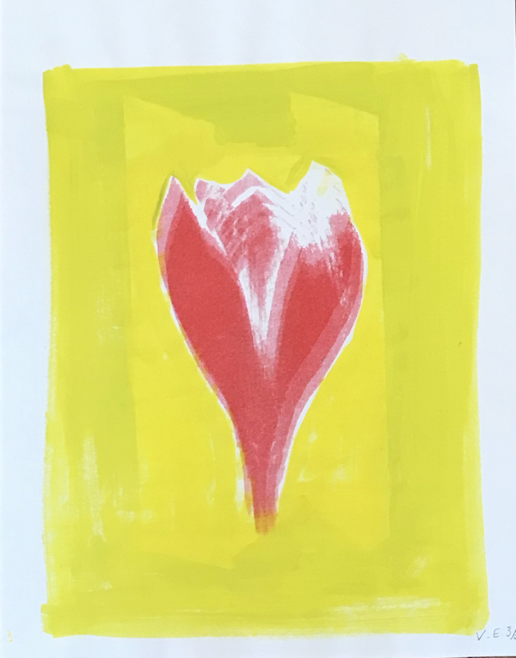 Red garden crocus against yellow background