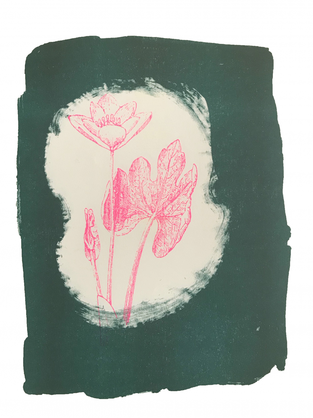 Print made of a woodcut from the 1500s of the Canadian wildflower Bloodroot in pink against green background